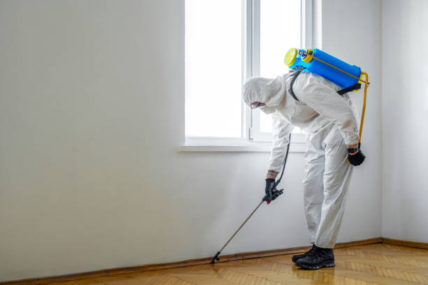 Best Local Pest Control Services  in Mesita, NM