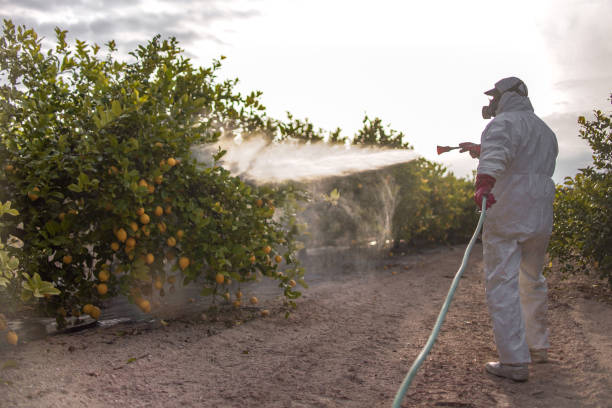 Best Cockroach Control Services  in Mesita, NM