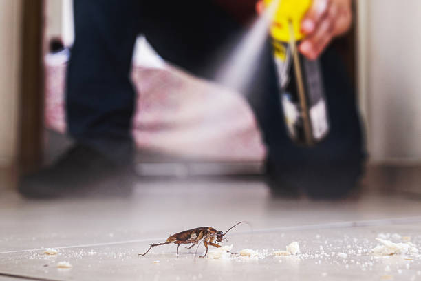 Best Bed Bug Extermination  in Mesita, NM