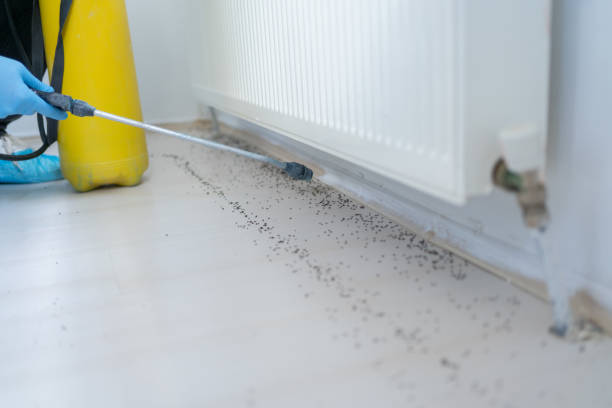 Flea Control Services in Mesita, NM