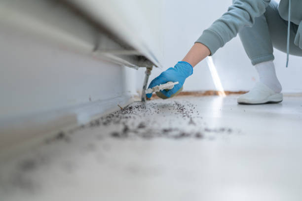 Best Affordable Pest Control Services  in Mesita, NM